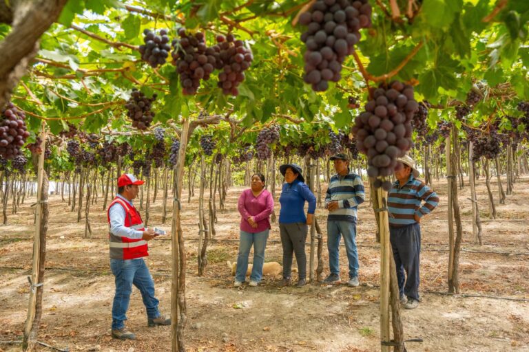 Capacitan a productores de uva de mesa de Moquegua en manejo del cultivo y postcosecha