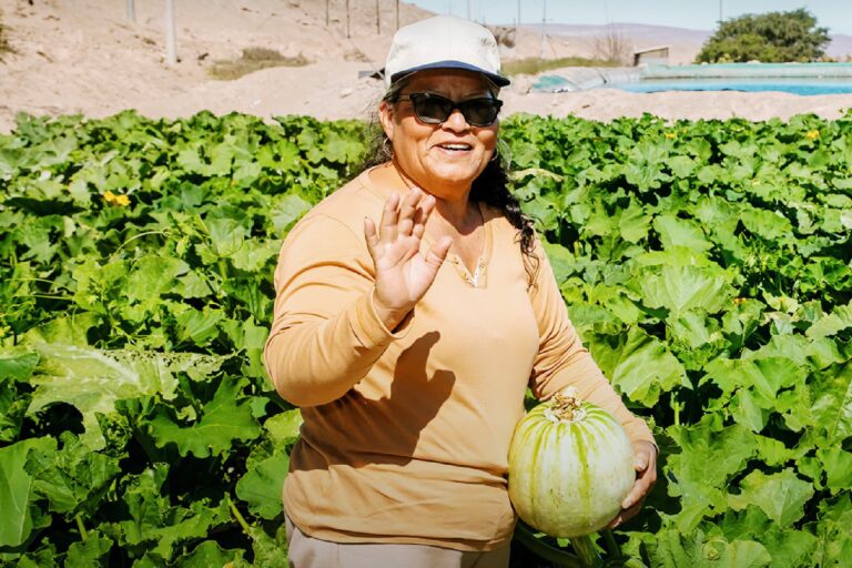 Escuela de Campo fortalece capacidades de agricultores del valle de Ilo
