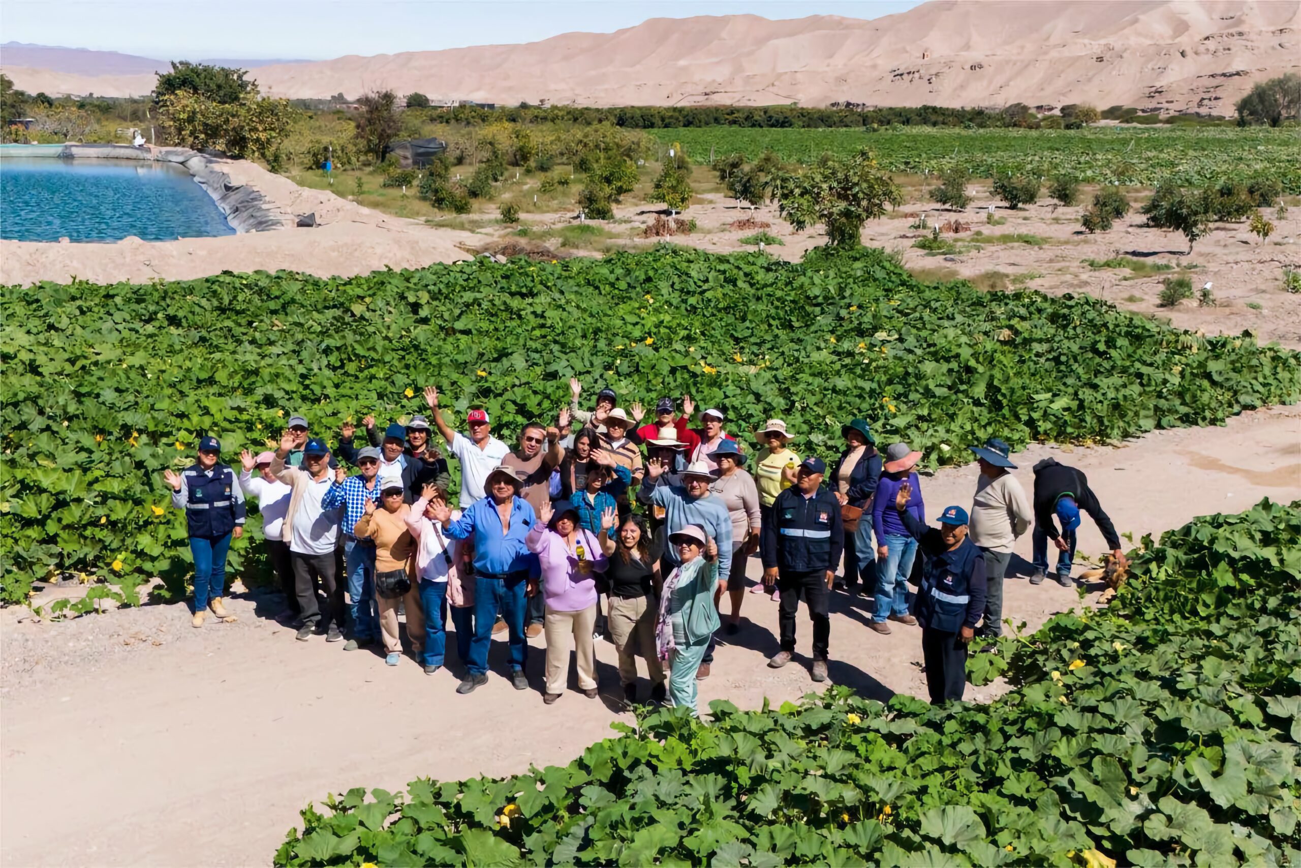 Escuela de Campo fortalece capacidades de agricultores del valle de Ilo 3 Escuela de Campo Southern Peru 0826 4 scaled La Prensa Regional