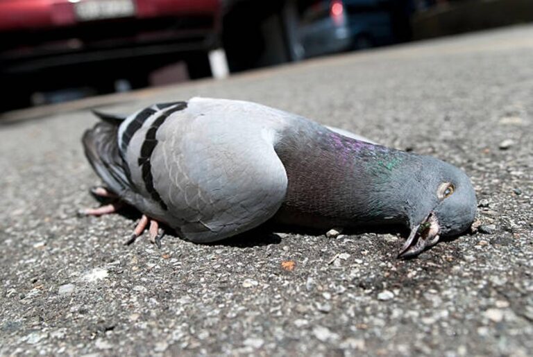 Encuentran palomas muertas en el parque Ex Alameda y advierten riesgo sanitario