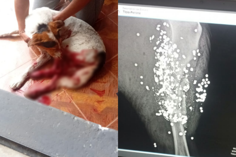 Perdigones hirieron a perro y una de sus patas tuvo que ser amputada