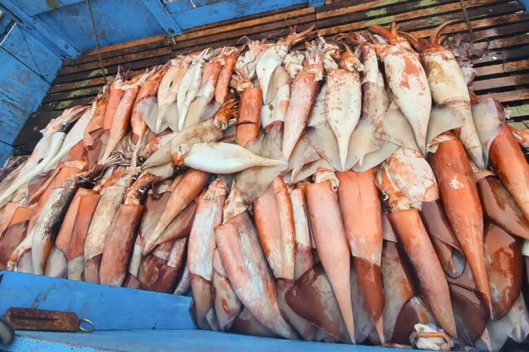 PRODUCE crea grupo para revisar las reglas de la pesca de pota