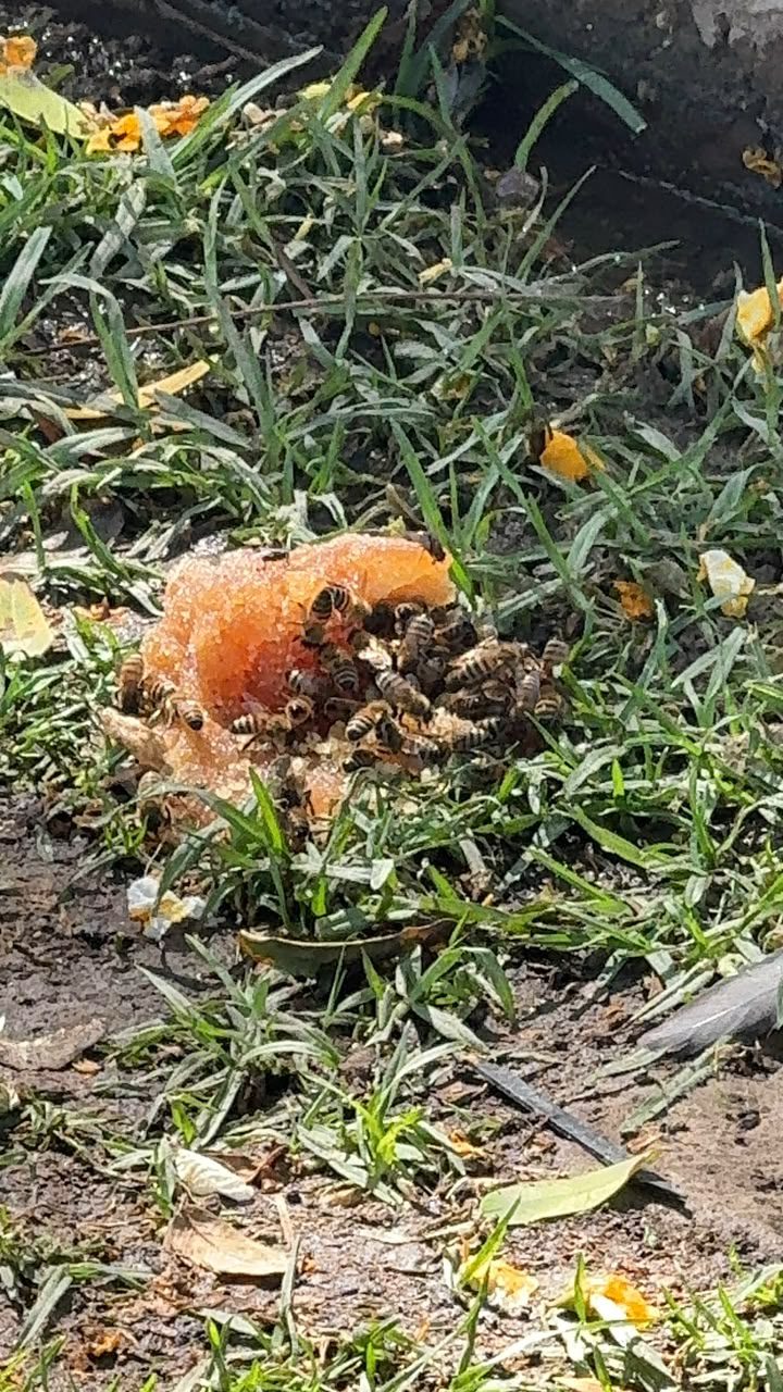 Ex Alameda: reportan gran cantidad de abejas tras caída de parte de un panal 1 Abejas parque La Alameda 16102026 2 La Prensa Regional