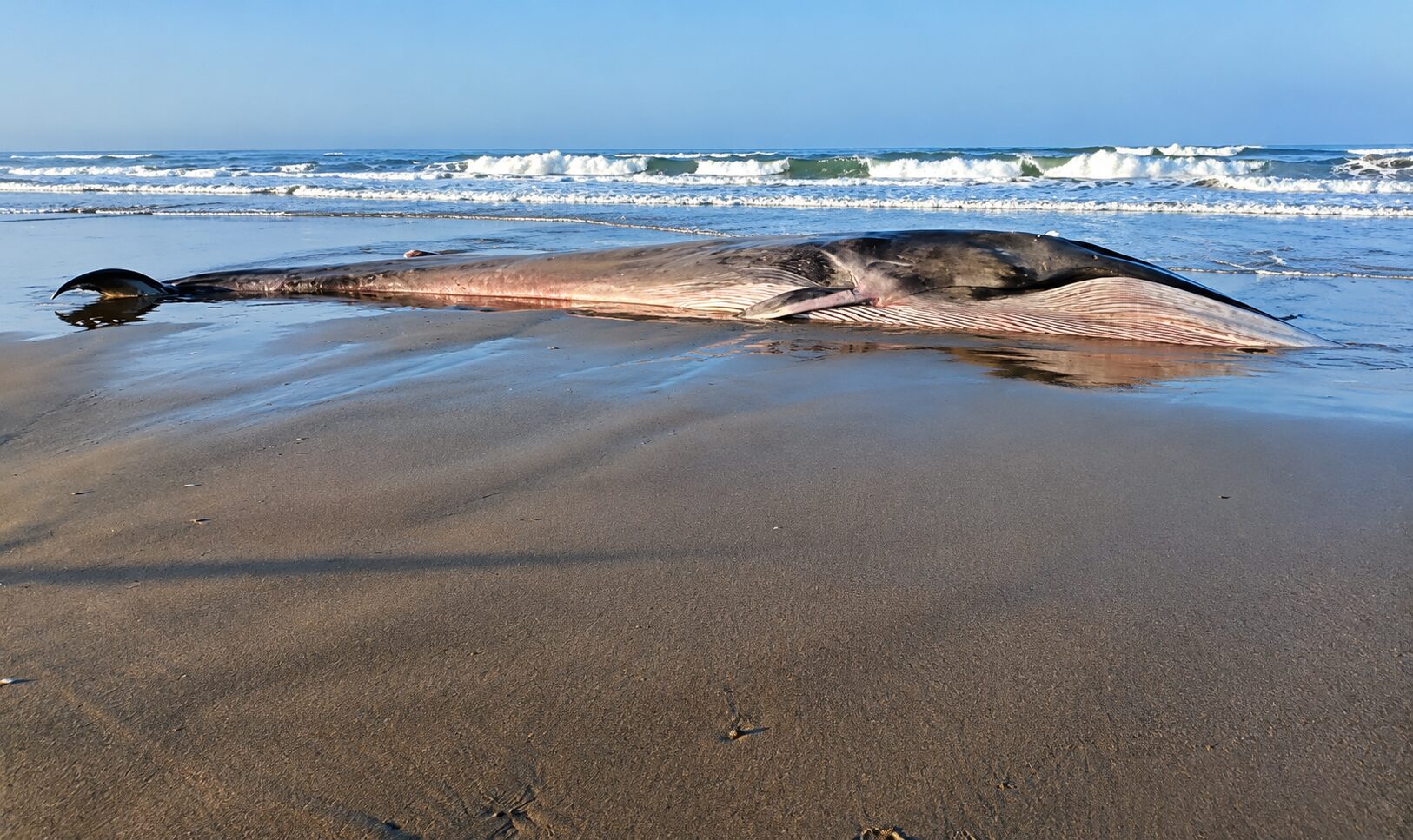 Municipio coordina acciones para entierro sanitario de ballena varada en Deán Valdivia 1 Ballena varada entierro sanitario Dean Valdivia 29102026 2 La Prensa Regional