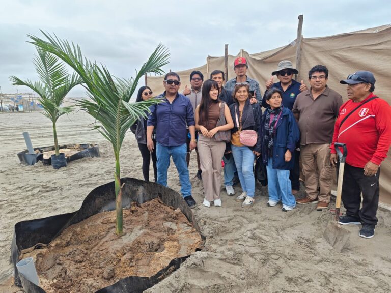 Proyecto “Ilo Verde” busca transformar las playas de Ilo con la siembra de palmeras