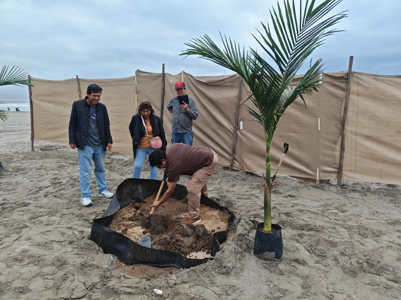 Proyecto “Ilo Verde” busca transformar las playas de Ilo con la siembra de palmeras 3 Proyecto Ilo Verde Gustavo Flores promotor 09102026 7 La Prensa Regional